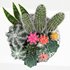 bowl of Cactus collection - Thumbnail 3