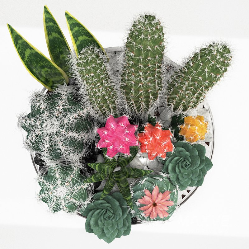 bowl of Cactus collection - Image 3