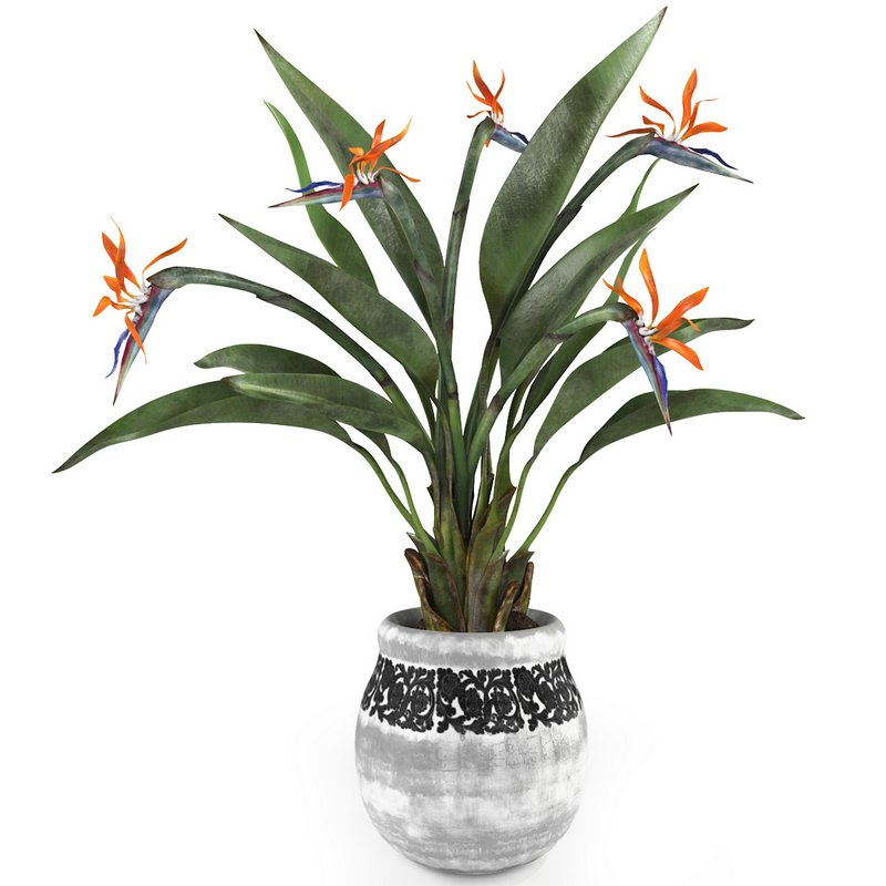Bird of paradise flower - Image 1