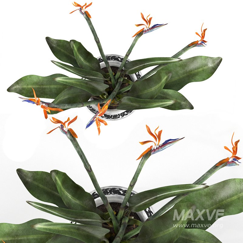 Bird of paradise flower - Image 3