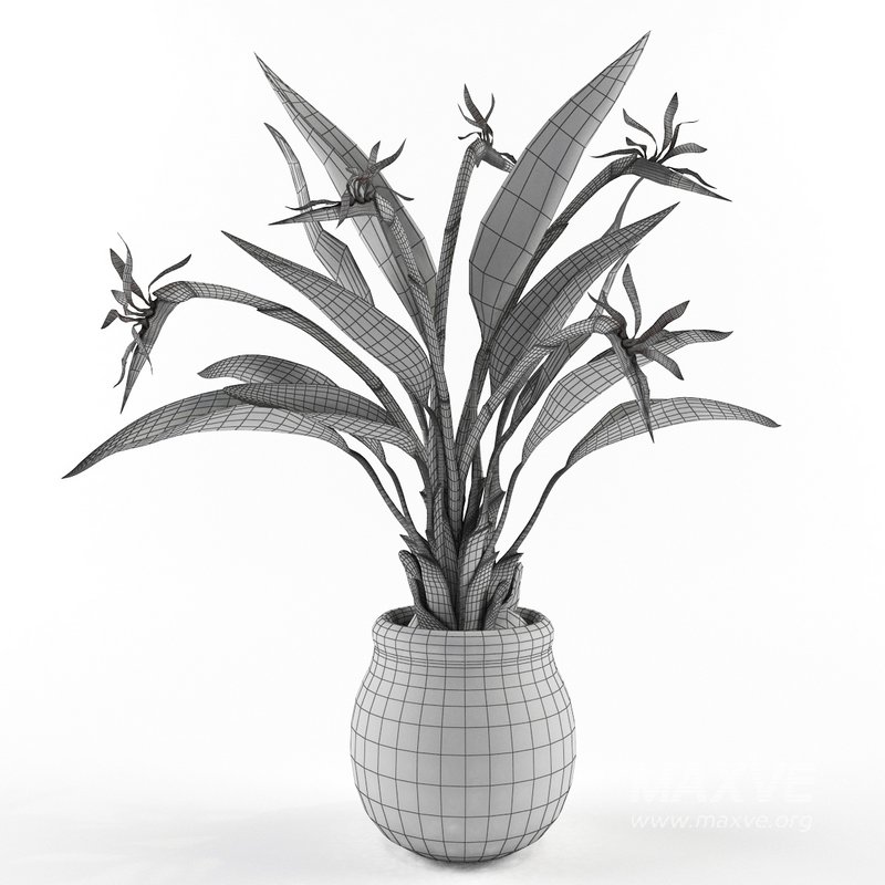 Bird of paradise flower - Image 4