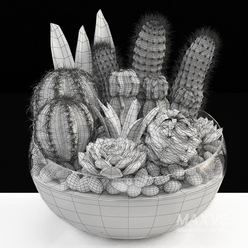 bowl of Cactus collection - Image 4