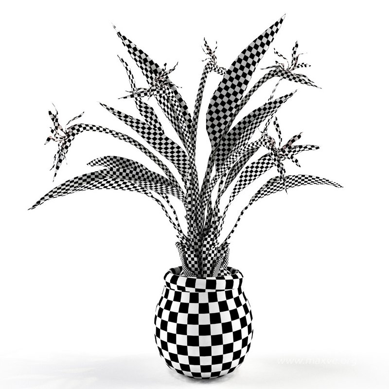 Bird of paradise flower - Image 5