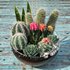 bowl of Cactus collection - Thumbnail 5