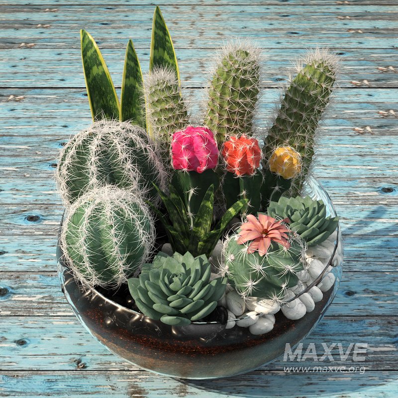 bowl of Cactus collection - Image 5