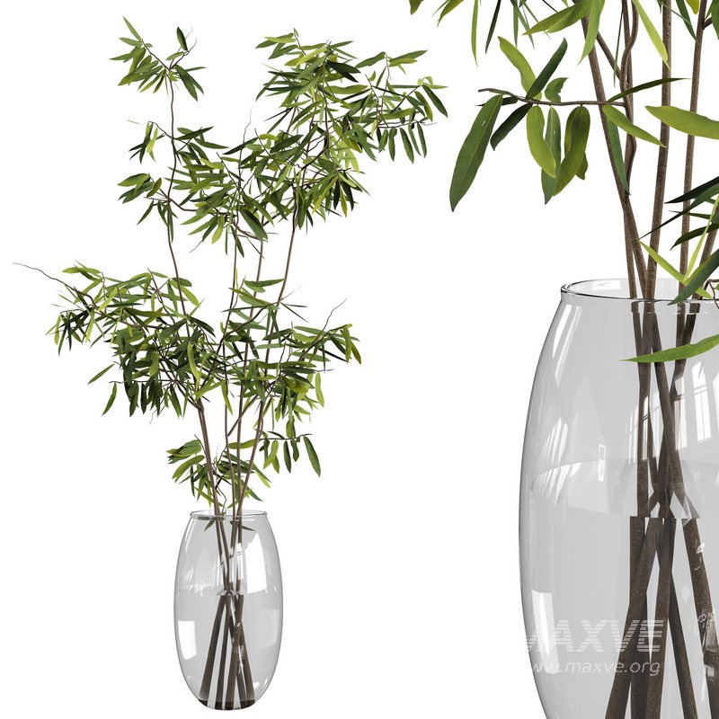Ficus branches bouquet set 01 - Image 1