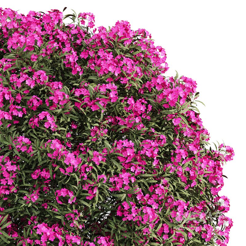 ourdoor plant 1 - Image 3