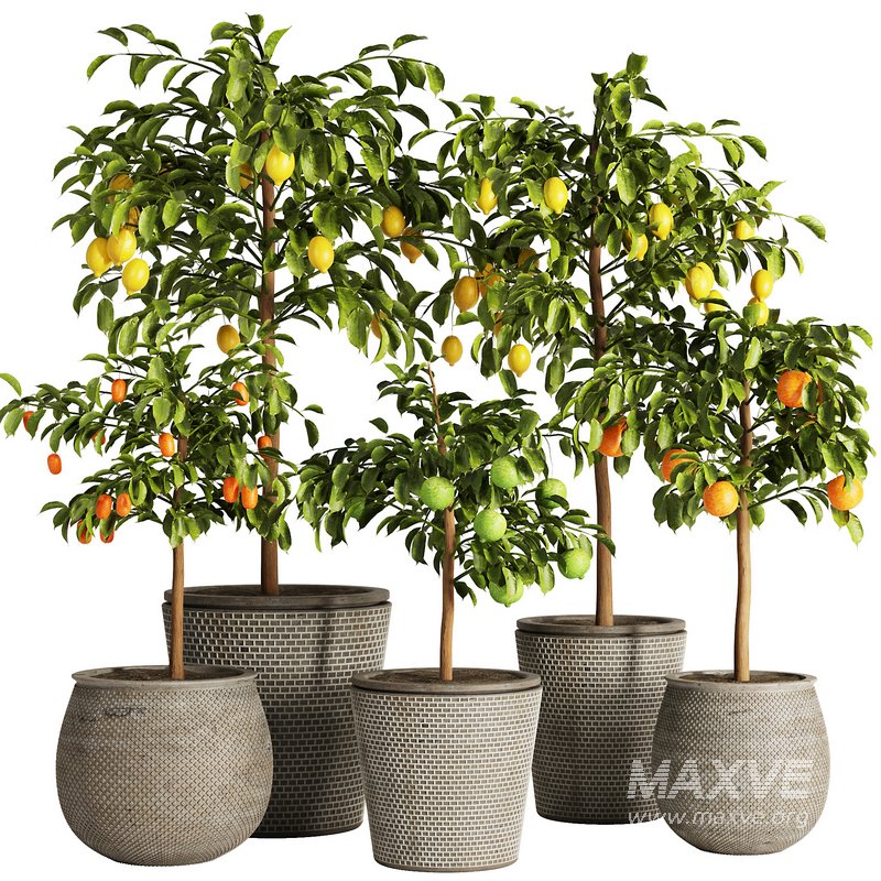 Indoor Plant Set58 – Fruit Plant - Image 1