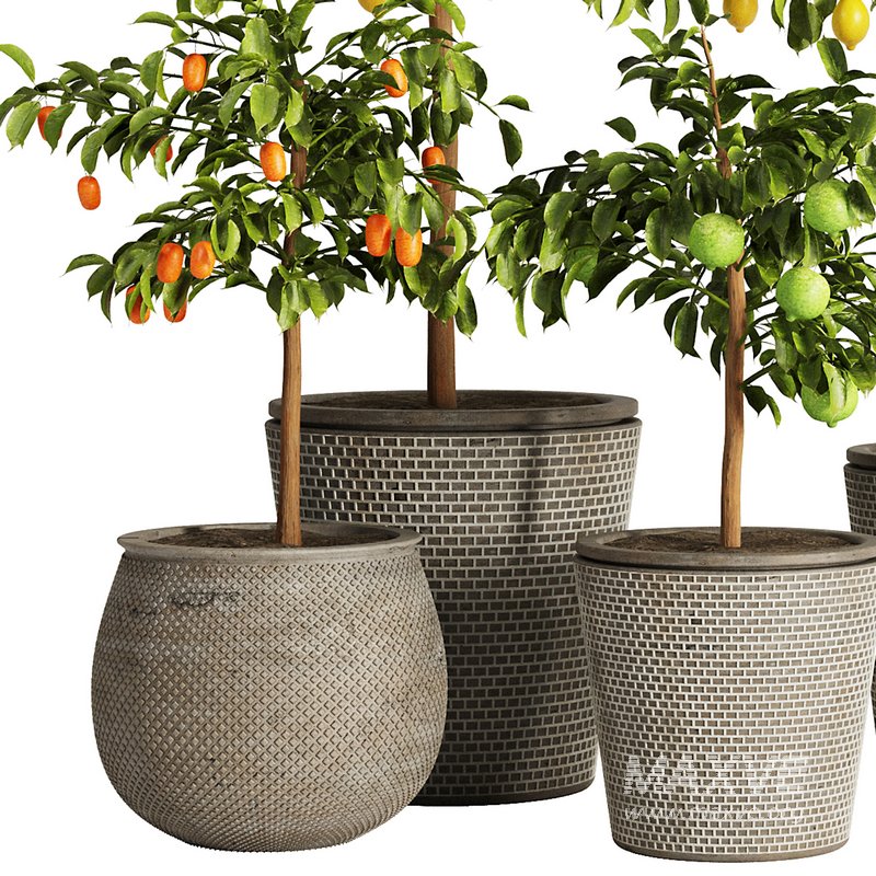 Indoor Plant Set58 – Fruit Plant - Image 2