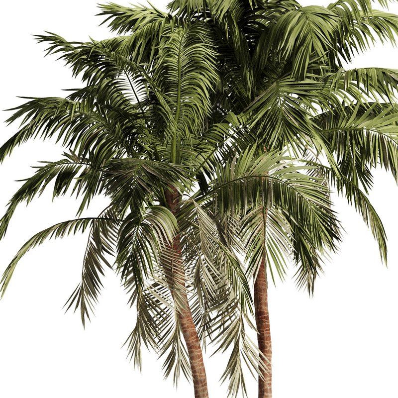 Palm Tree Set17 - Image 2