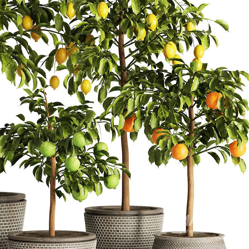 Indoor Plant Set58 – Fruit Plant - Image 4