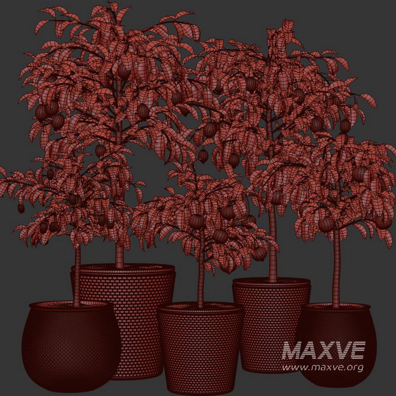 Indoor Plant Set58 – Fruit Plant - Image 3