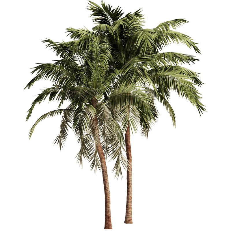 Palm Tree Set17 - Image 1