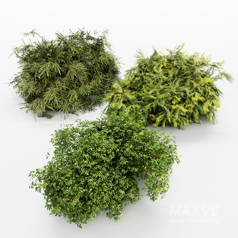 Different Bush Golden Globe Dwarf Thuja Spruce - Image 3