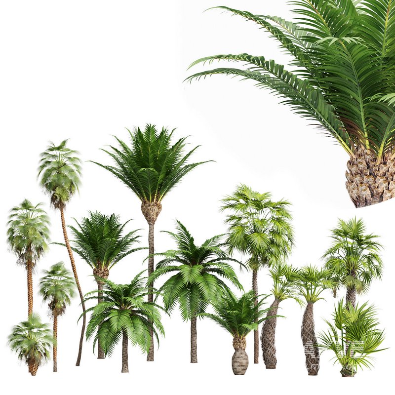 Mexican Fan Palm and Canary Island Date Palm and Sabal Palmetto Cabbage Palm-14 trees - Image 1