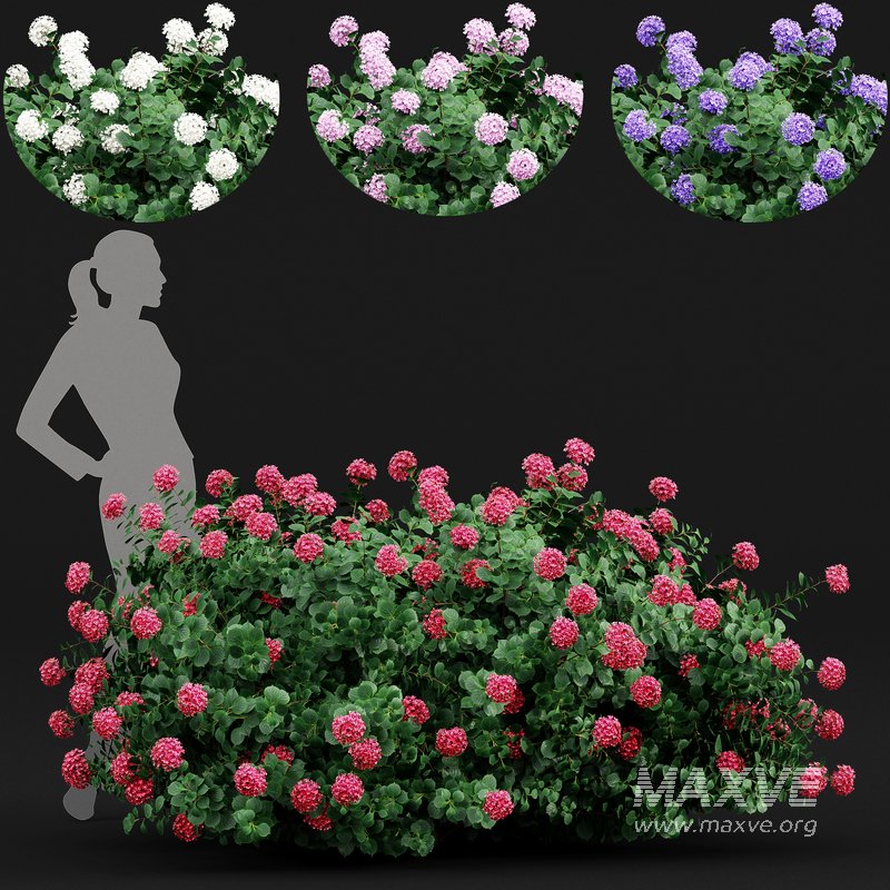 Bigleaf Hydrangeas flower Garden Gate - Image 1