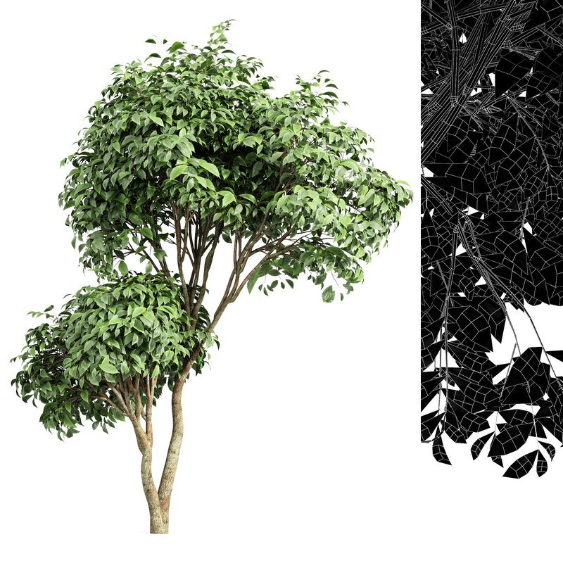 Japanese Cherry Leaf and Joy Perfume Orange Michelia and Catalpa Bignonioides- 4 trees - Image 6