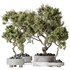 Indoor plants set 104 Microcarpa Bonsai Ginseng and Wilsonii Chemlali Olive - Thumbnail 1