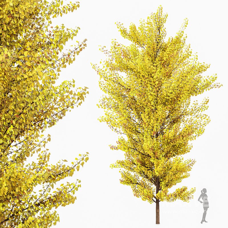 Maidenhair Tree Ginkgo Biloba Fall Gardens - Image 1