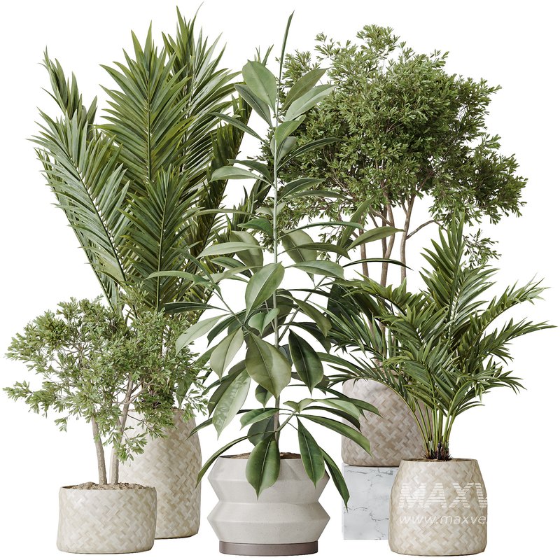 Indoor plants set 98 Areca Palm Kentia and Wilsonii Chemlali Olive and Ficu Cyathistipula - Image 1