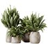 HQ HousePlants Spathiphyllum Wallisii Bellini Peace Lily Domino Set04 - Thumbnail 1