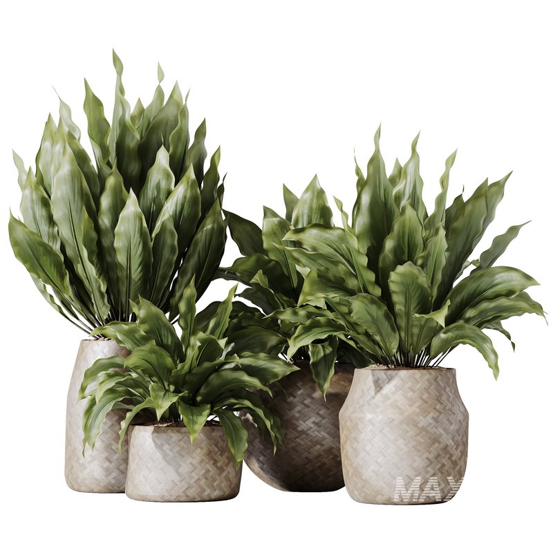 HQ HousePlants Spathiphyllum Wallisii Bellini Peace Lily Domino Set04 - Image 1