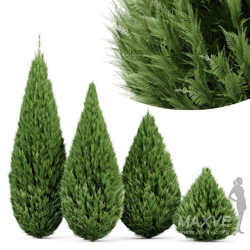 Juniperus chinensis Spartan Taylor Juniper - Image 3