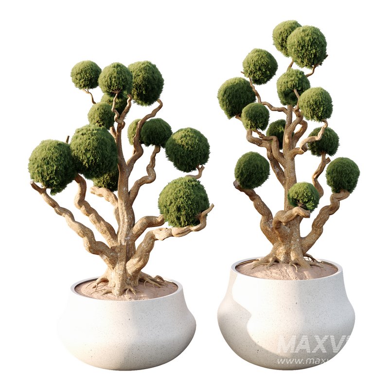 Potted sphere tree04 - Image 1