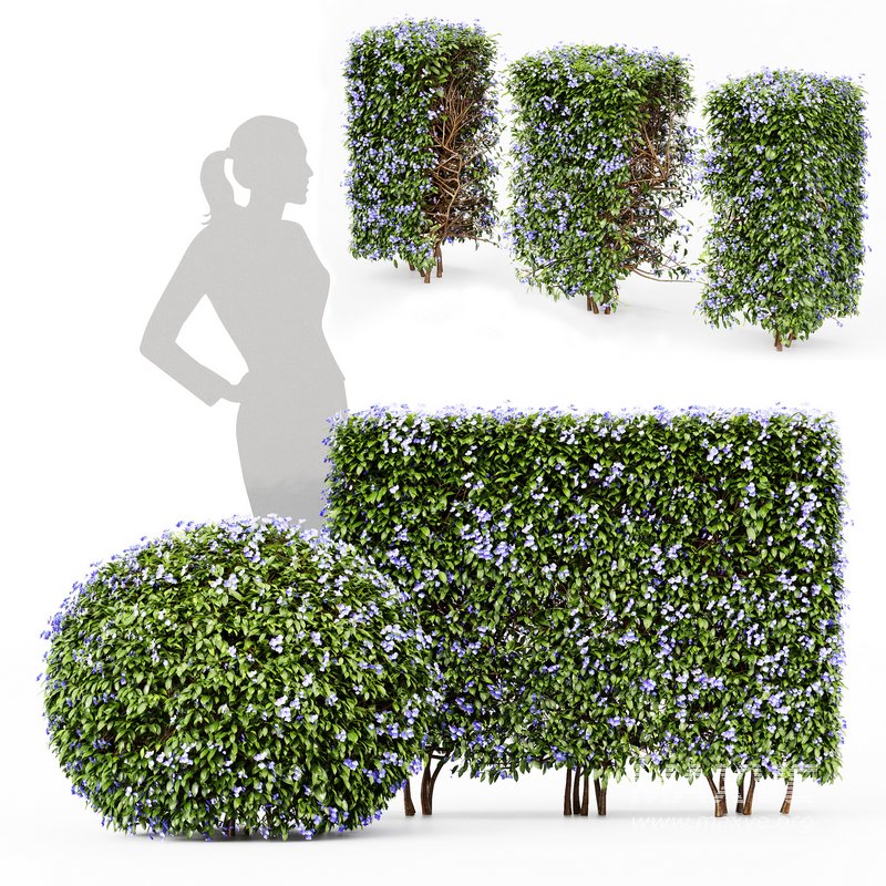 Dwarf Yaupon Holly flowering plants - Image 1