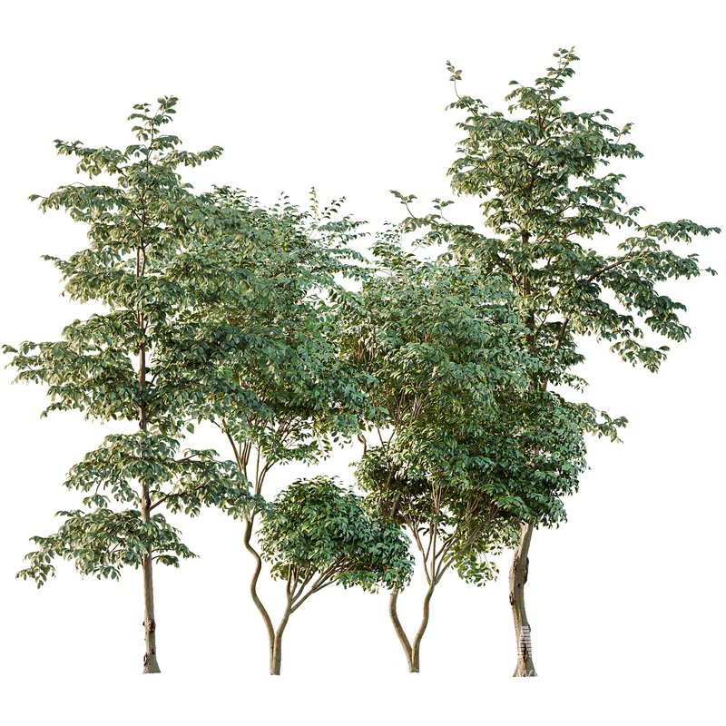 Beautiful Trees Carpinus Betulus and Japanese Cherry Leaf - Image 1