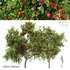 Apple fruit tree - Thumbnail 1