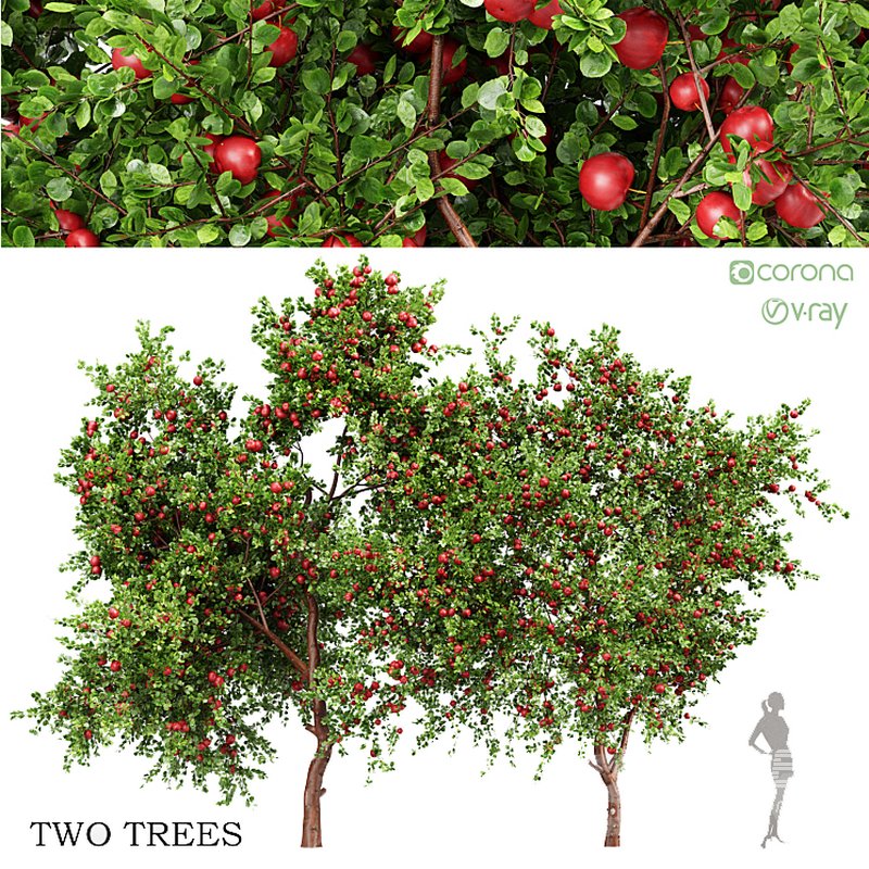 Apple fruit tree - Image 1