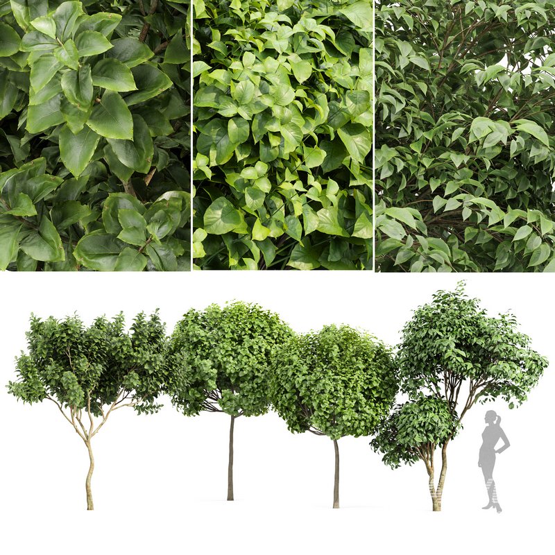 Japanese Cherry Leaf and Joy Perfume Orange Michelia and Catalpa Bignonioides- 4 trees - Image 1