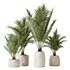 HQ HousePlants Cyara Areca Palm Paradise Kentia Everlasting - Thumbnail 1