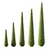 Italian Cypress Tree 14 - Thumbnail 1