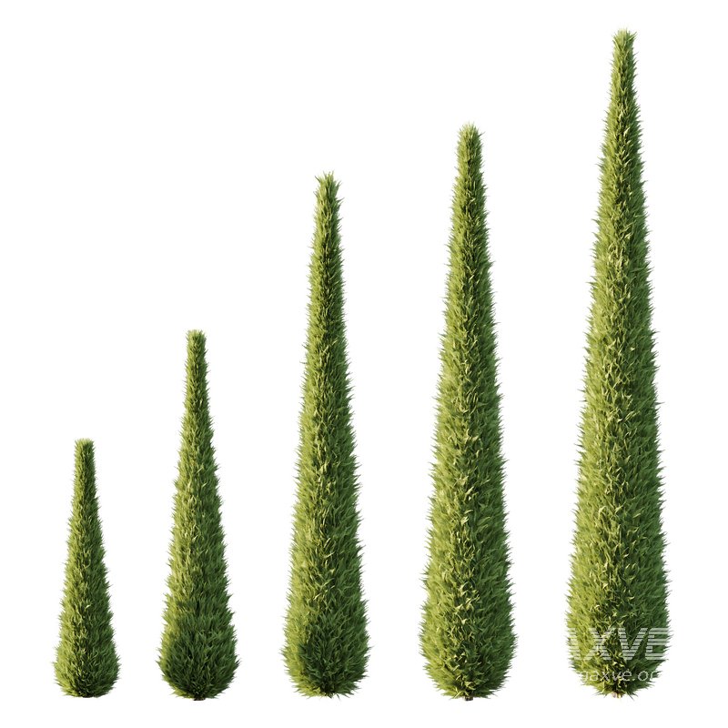 Italian Cypress Tree 14 - Image 1