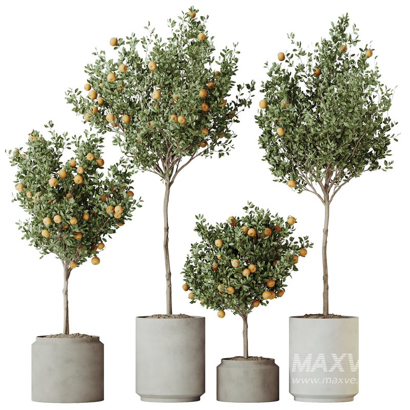 HQ HousePlants Mandarin Citrus Fruit Orange Calamondin Tree Set02 - Image 1