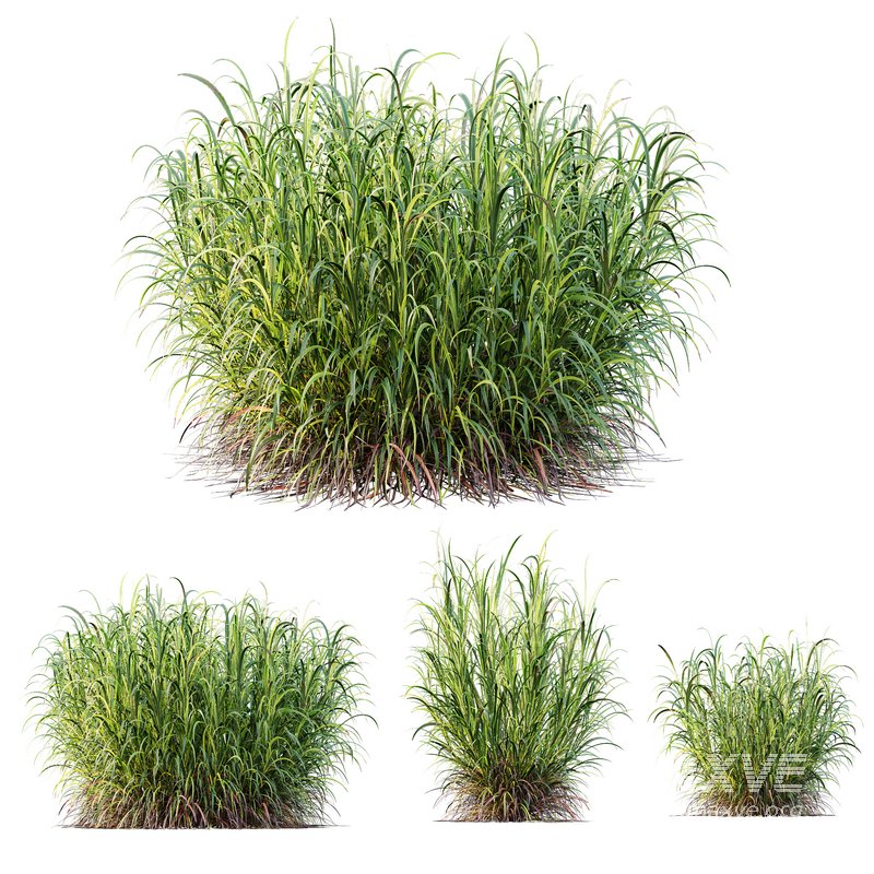 HQ Plants Elephant Grass Pennisetum Purpureum - Image 1