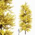 Maidenhair Tree Ginkgo Biloba Fall - Thumbnail 1