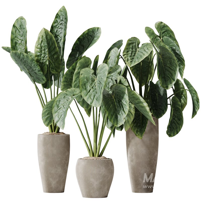 HQ HousePlants Cunjevoi Alocasia Jardin Brisbanensis Fittingly Elephant Set02 - Image 1