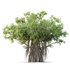 HQ Plants Banyan Ficus Benghalensis Tree - Thumbnail 1
