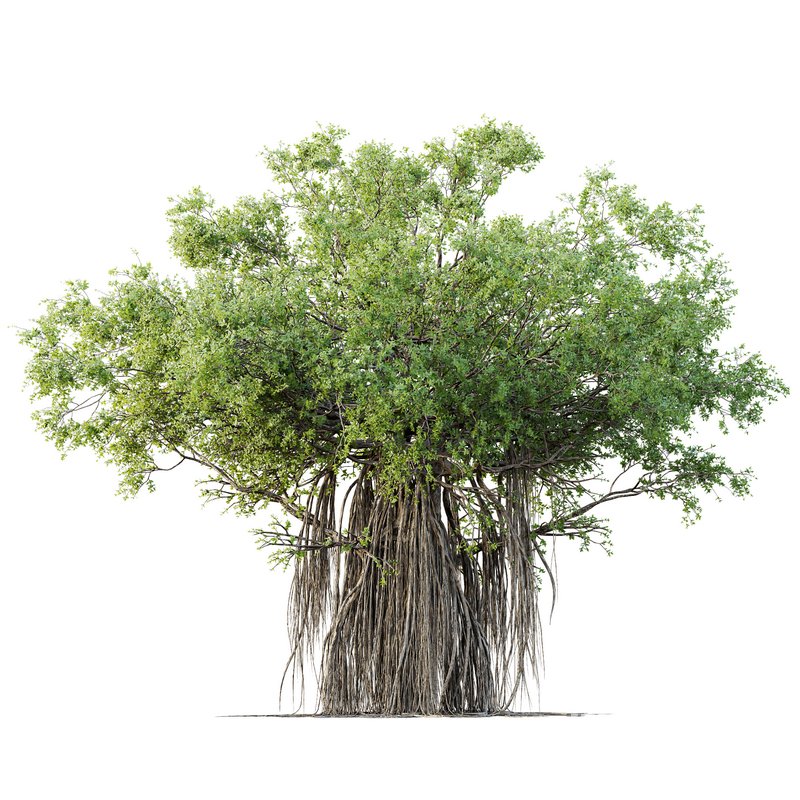 HQ Plants Banyan Ficus Benghalensis Tree - Image 1