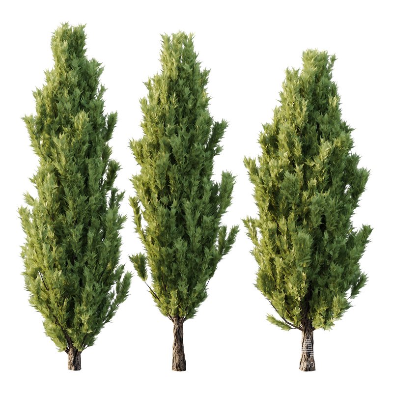 Italian Cypress Tree 17 - Image 1