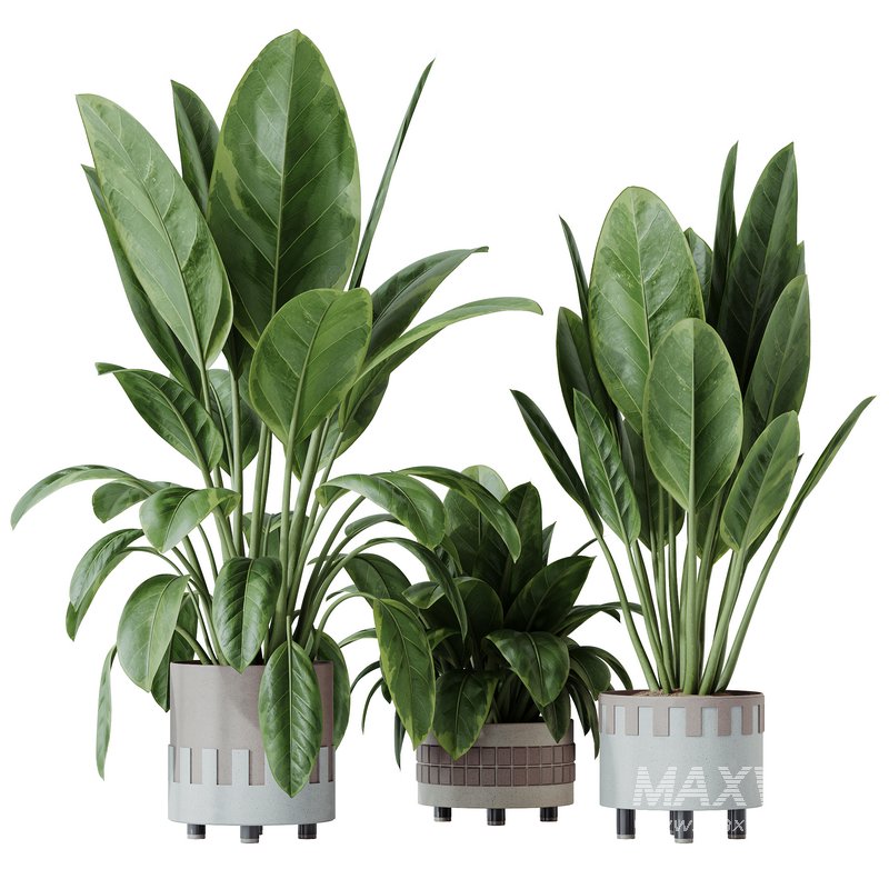HQ HousePlants Ficus Elastica Beliza Tineke Variegated Rubber - Image 1