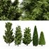 5 Different tree Leyland cypress Slender Hinoki Rocky Mountain green coniferous Cupressocyparis - Thumbnail 2