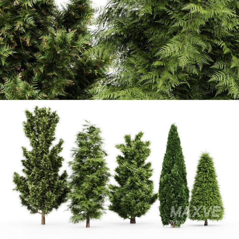5 Different tree Leyland cypress Slender Hinoki Rocky Mountain green coniferous Cupressocyparis - Image 2