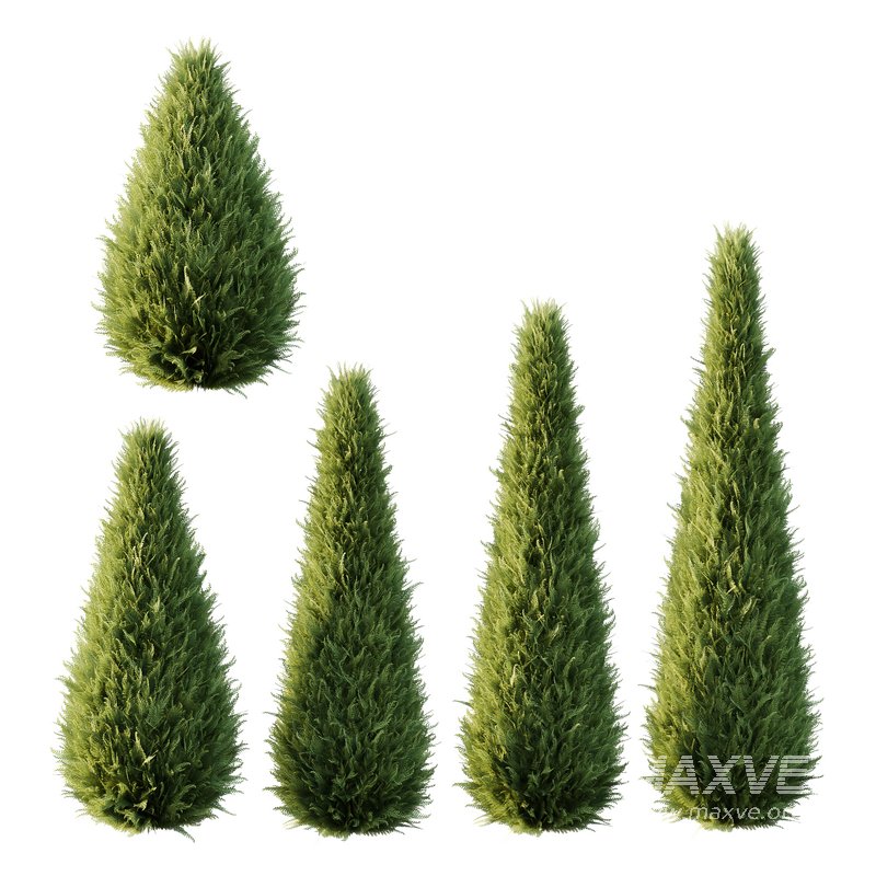 Italian Cypress Tree 16 - Image 1