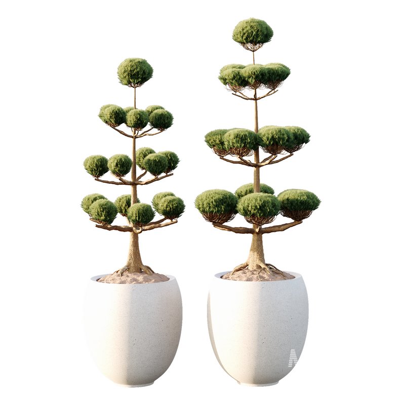 Potted sphere tree03 - Image 1