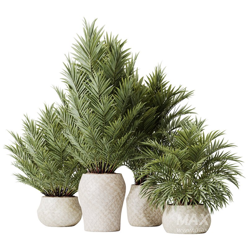 HQ HousePlants Cyara Areca Palm Paradise Kentia Everlasting Set02 - Image 1