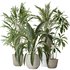 Indoor plants set 97 Dypsis Areca Palm and Spathiphyllum Wallisii - Thumbnail 1